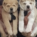 Alabai dogs male and female 2 month for sale